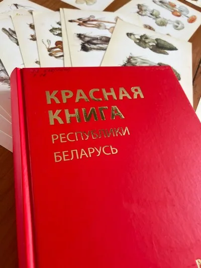 "Лес под защитой: что нужно знать грибнику и ягоднику о новой Красной книге"